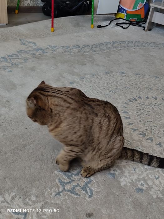Продам британский кот