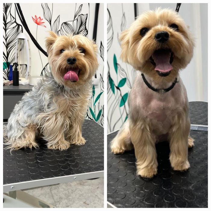 Стрижка линька собака кот