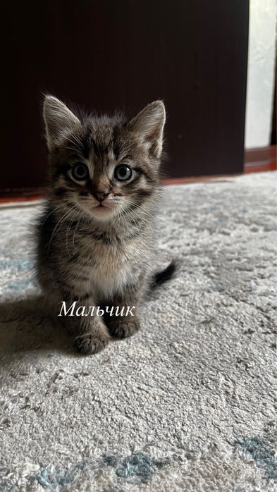 Котята 1 мальчик и 1 девочка в добрые руки