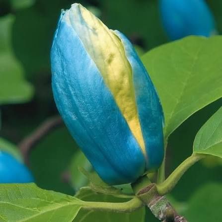 Magnolia Blue-Opal