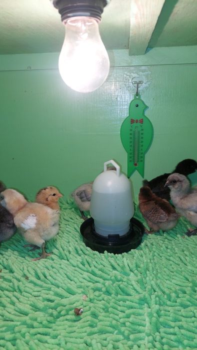 Циплята амераукана.