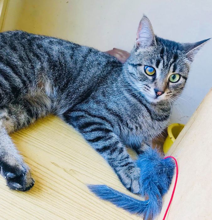 Котета за осиновяване