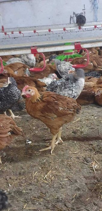 Ferma de pui vacareni