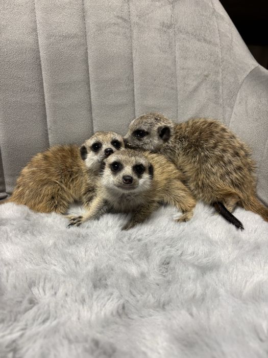 vand pui de suricata