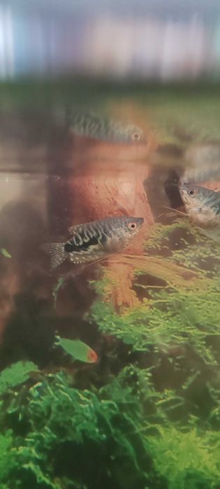 Аквариумные рыбки