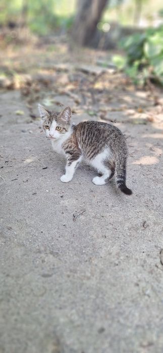 отдам Котёнка в добрые руки.