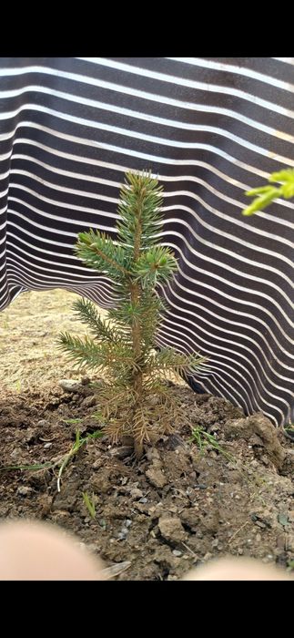 Assalomu Aleykum goluboy yel sensasi, qirg'izistonniki