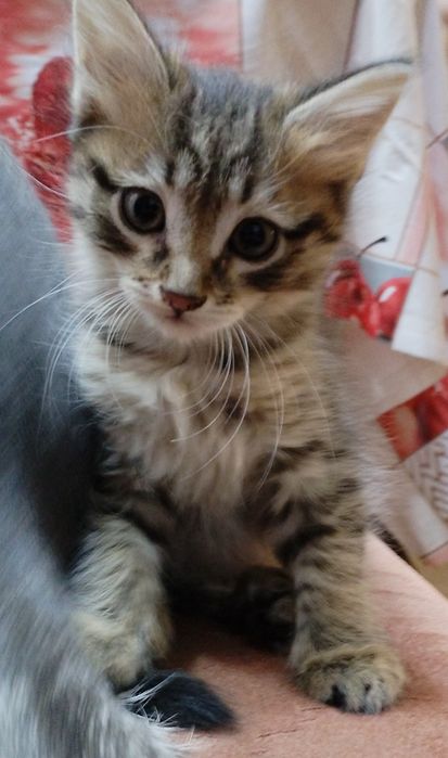 Отдам котенка. В Хорошие руки.