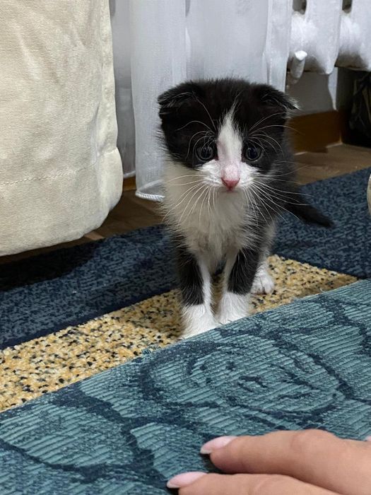 Котенок мальчик в поисках дома