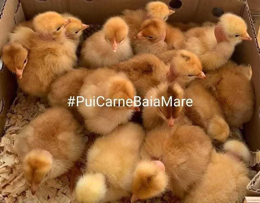 Pui de carne , pui de rasa mixta , puicute ouatoare si boboci de rata