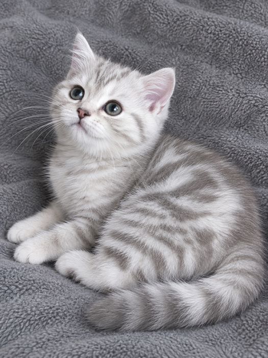 шотландские котята