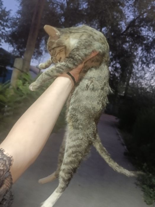 Отдам в добрые руки