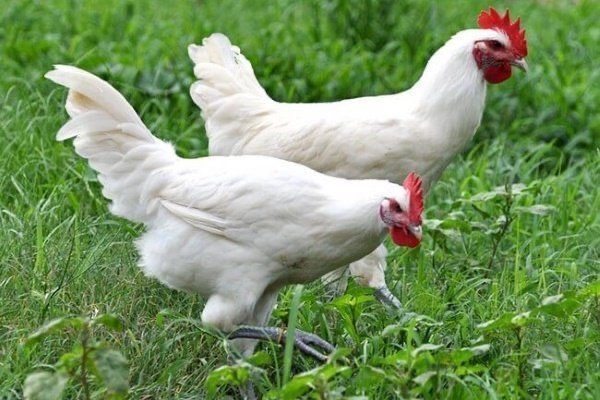 Продам курей Ломан вайт