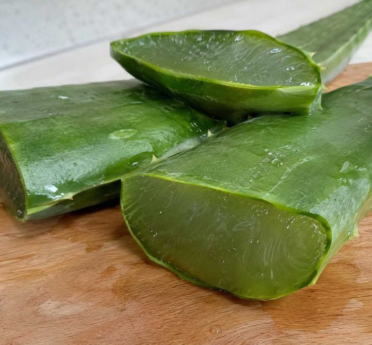 Алоэ Лечебное Астана