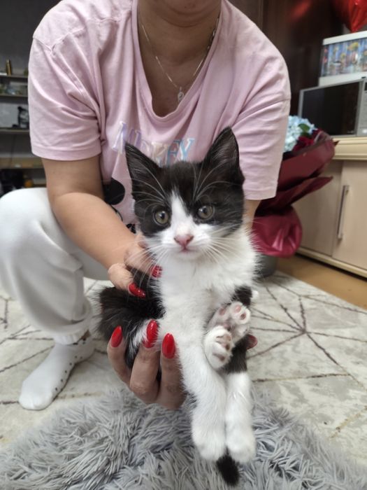 Отдаем двух котят