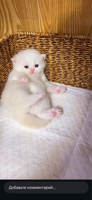 турецкая ангора котята 1 месяцев посредников не беспокоит