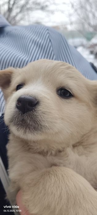 Пристраиваются щенки в добрые руки!