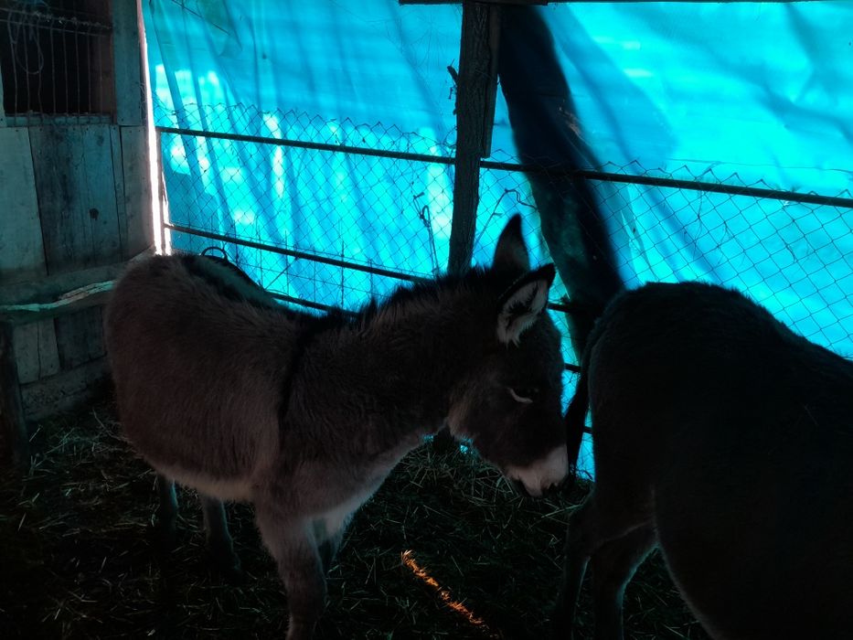 Vând magarita tânără