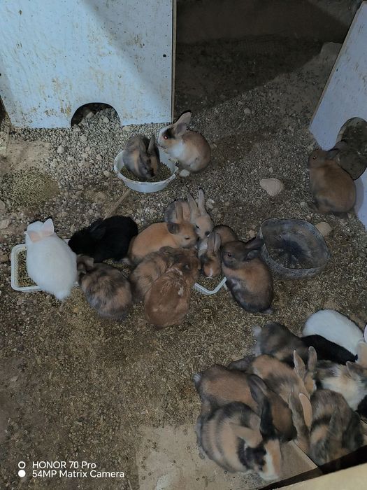 Quyonlar Burgun, sames-samka quyonlar