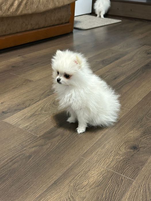 Femela pui pomeranian