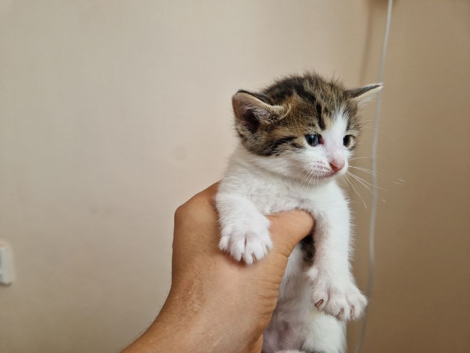 Марғаулар, котёнки