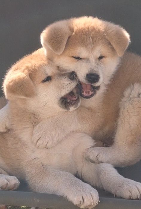 Catelusa Akita Inu