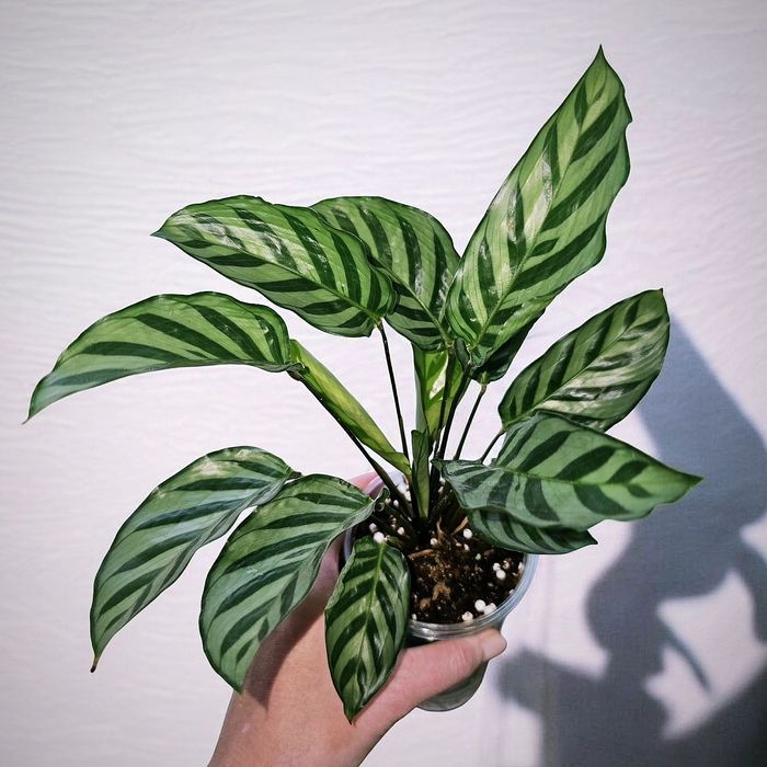 Калатея Фредди Freddy