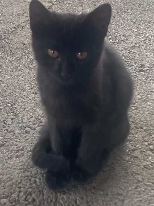 Котята в хорошие руки