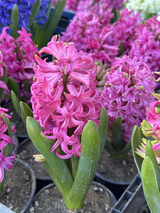 Зюмбюли и теменужки за 8-ми март