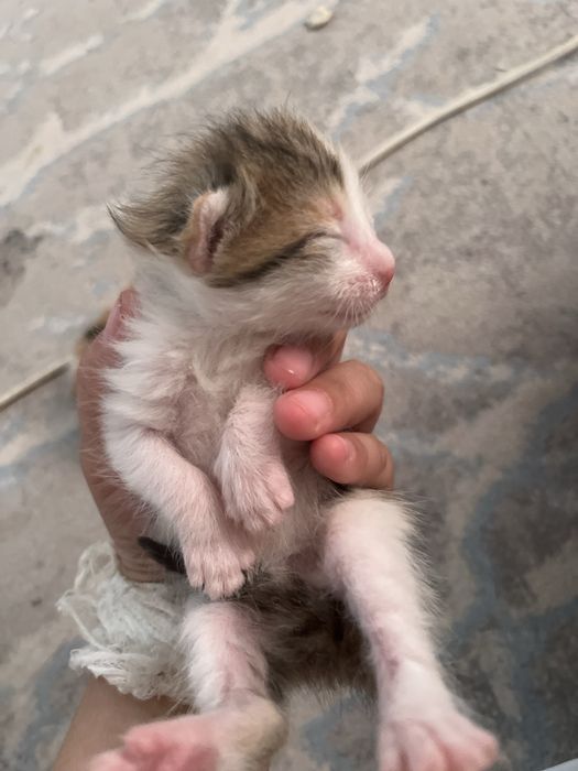 Көздері енді ашылатын мысықтар бар асыраим деушілер хабарласыңыздар.!.