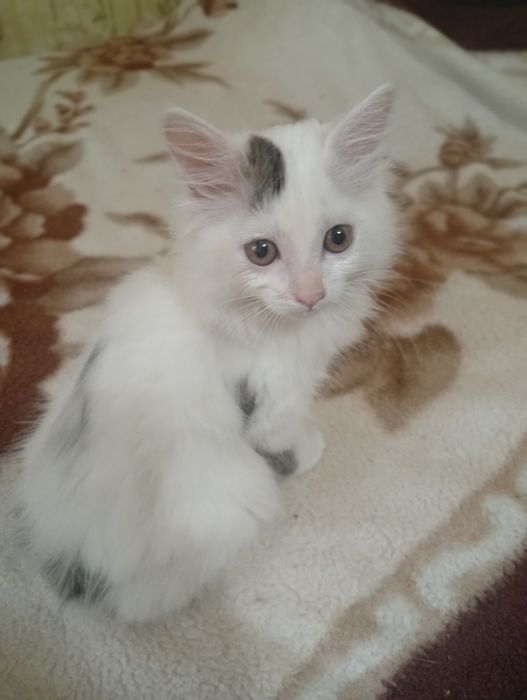 Отдам даром котёнка.