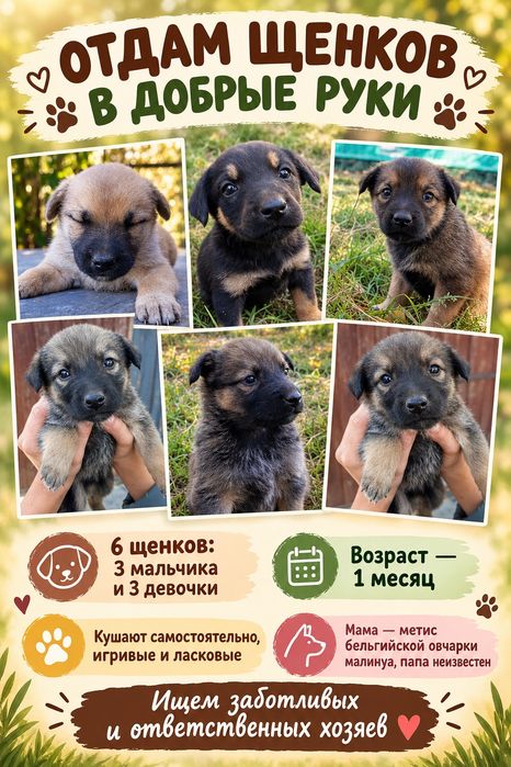 Отдам щенков в добрые руки