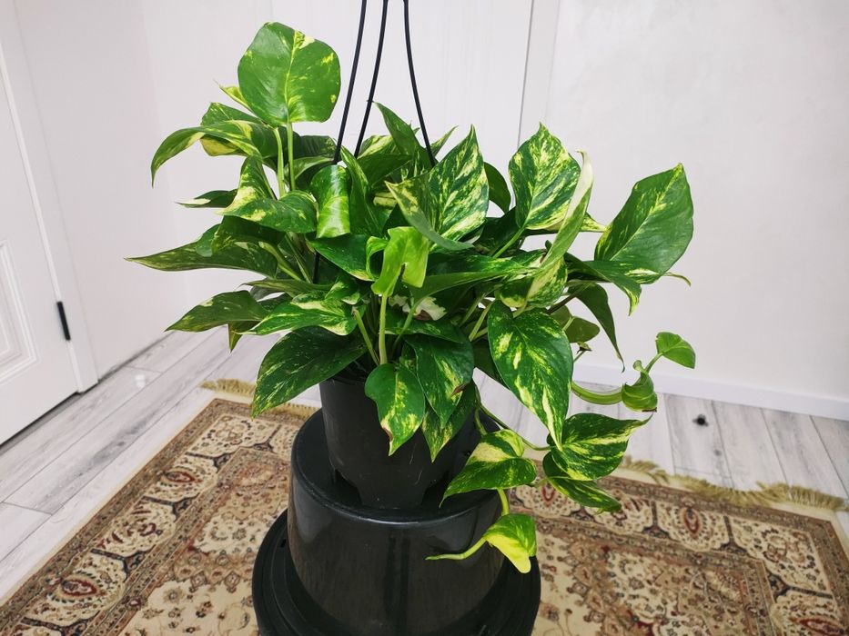 Комнатные растения, доставка