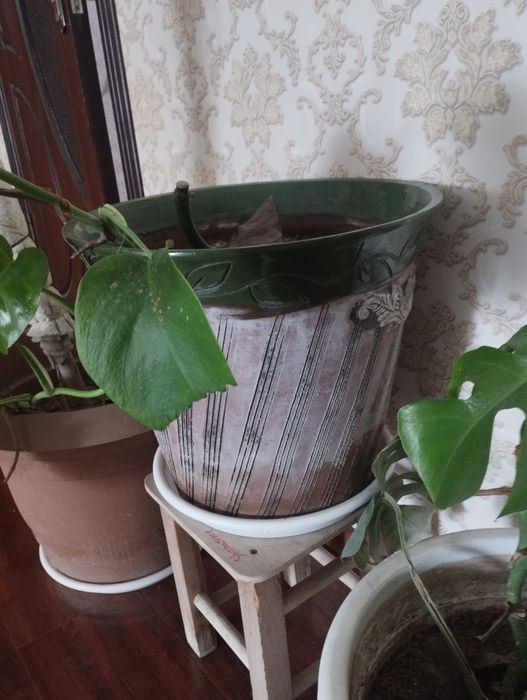 продаётся монстера