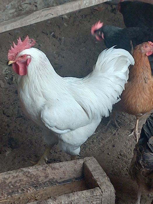 Тауықтардың жұмыртқалары сатылады