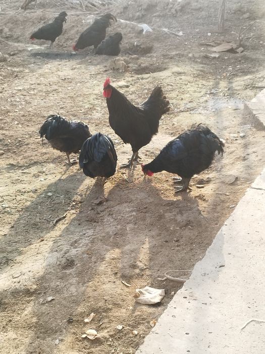 Аstroloos joʻjalari
