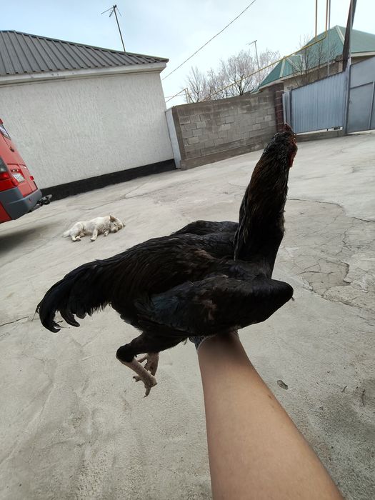 Продаются яйца от дакана