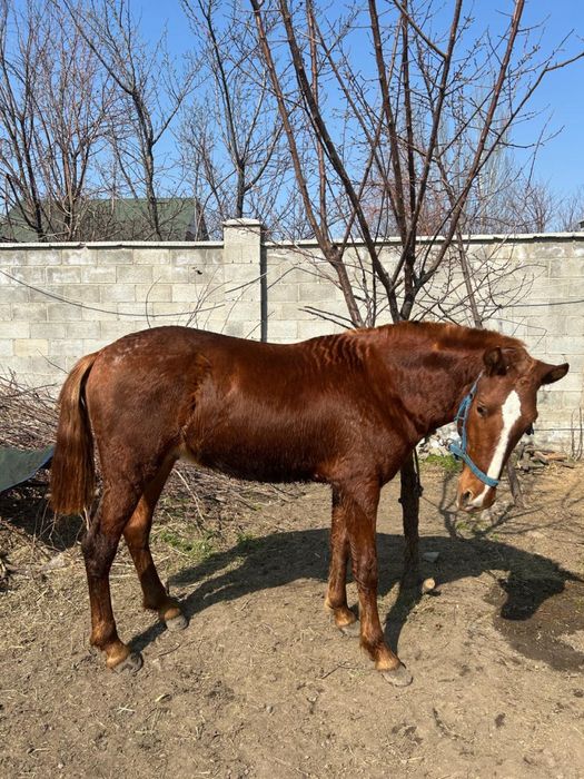 Продам мощного жеребца