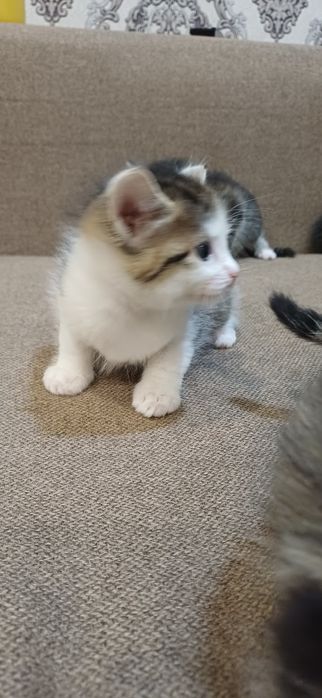 Отдам котят в добрые руки