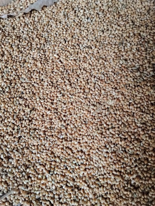 Bugdoy sotiladigan3900Tariq sotiladi 3300