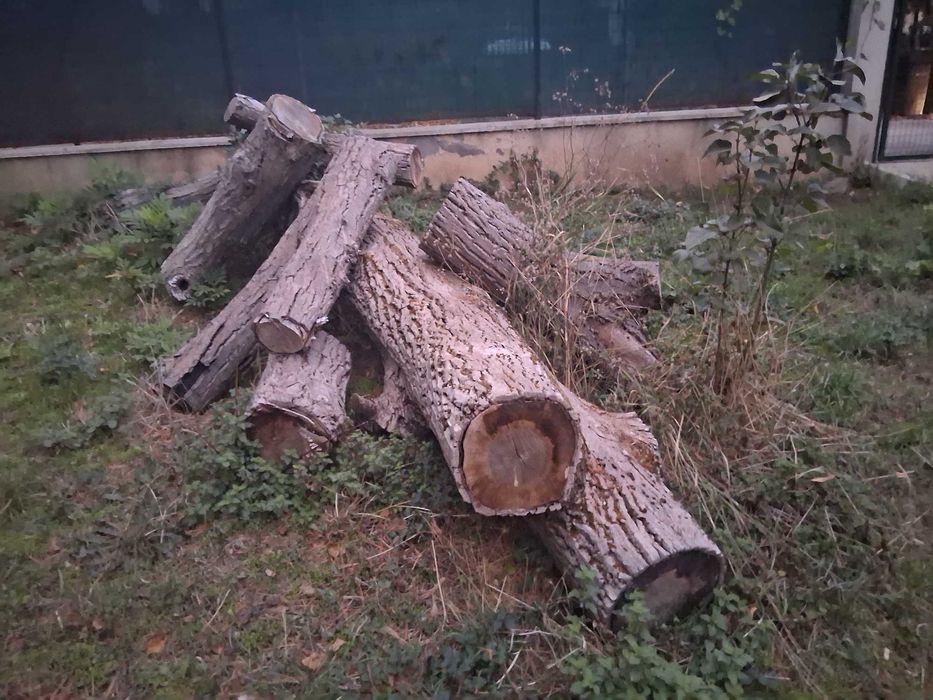 Продавам отсечен орех за материал.