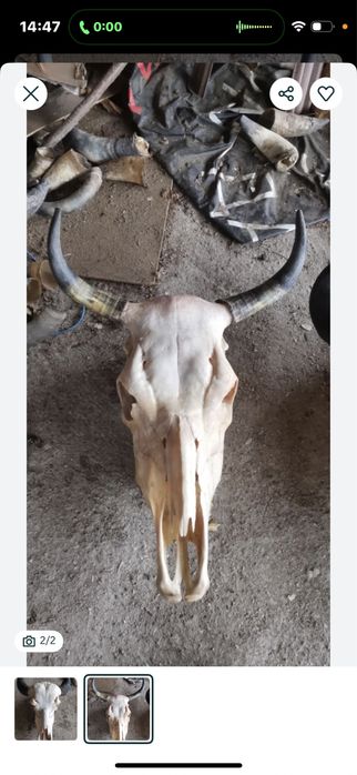 Кукерски маски рога черепи от крави, лисици, язовци,чакали,опашки