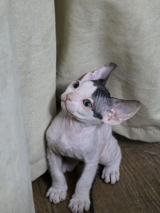 Продам котят сфинксы браш