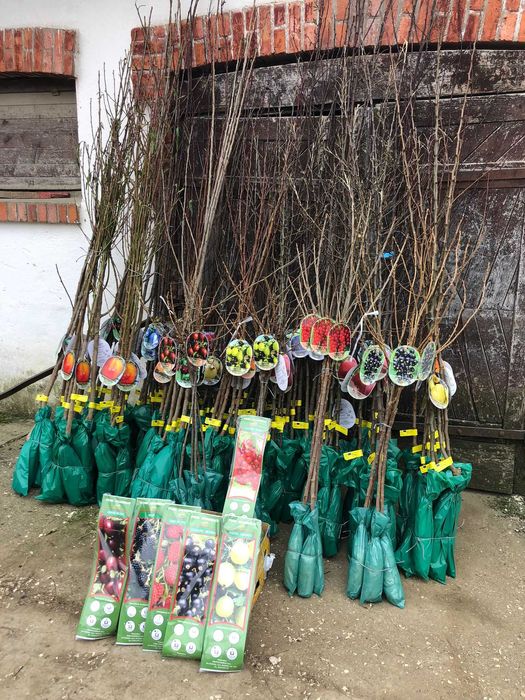 VAND Pomi fructiferi