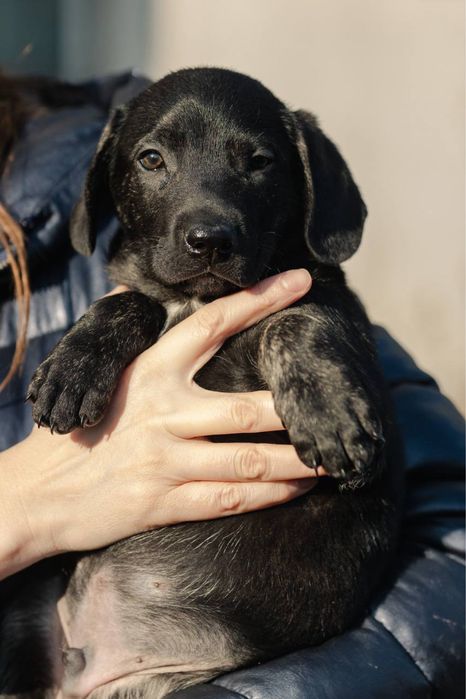 Щенок в добрые руки