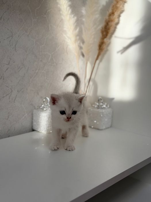 Котята серебро шиншилла