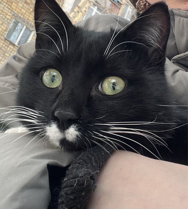 Кот Кузя ищет дом