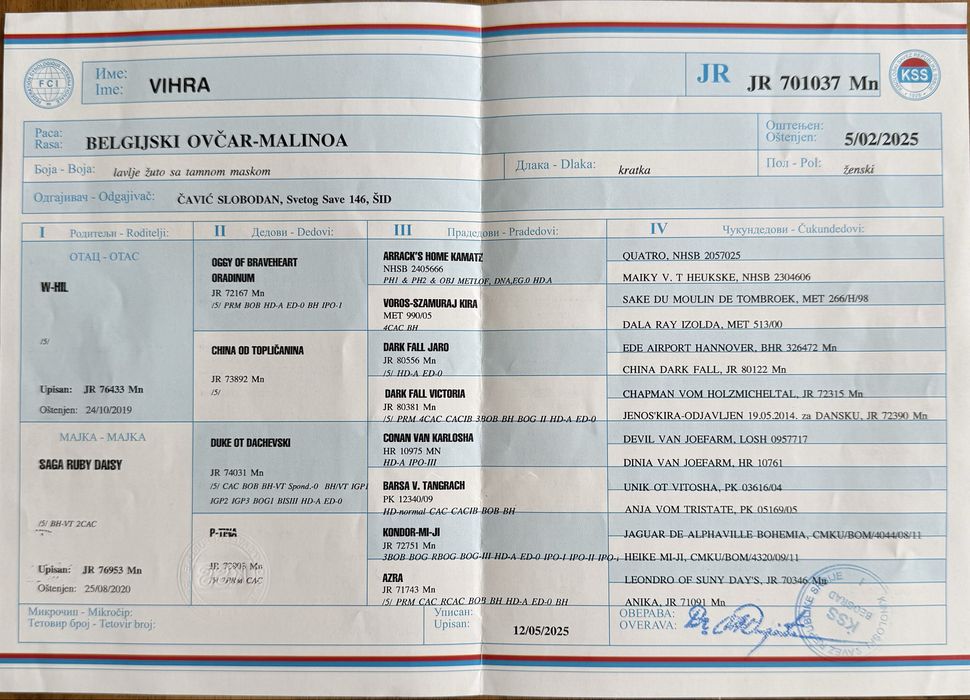 Белгийска овчарка Малиноа