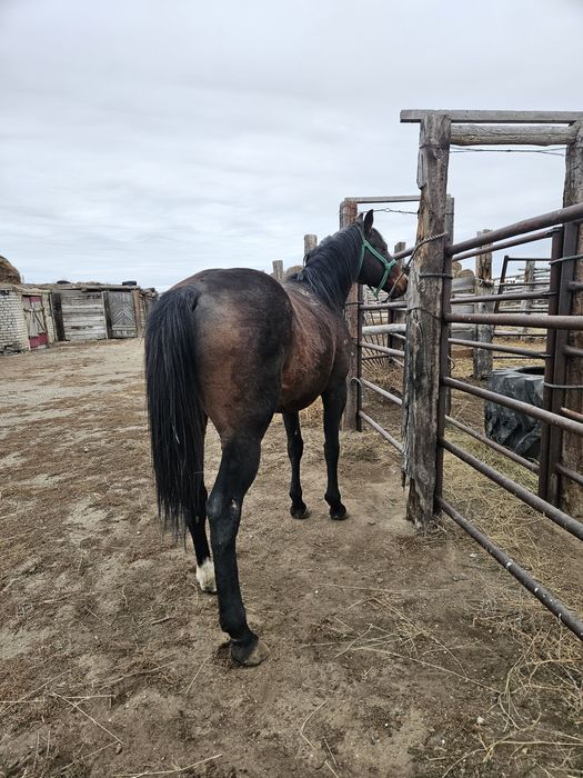 Айғыр жеребец сатылады