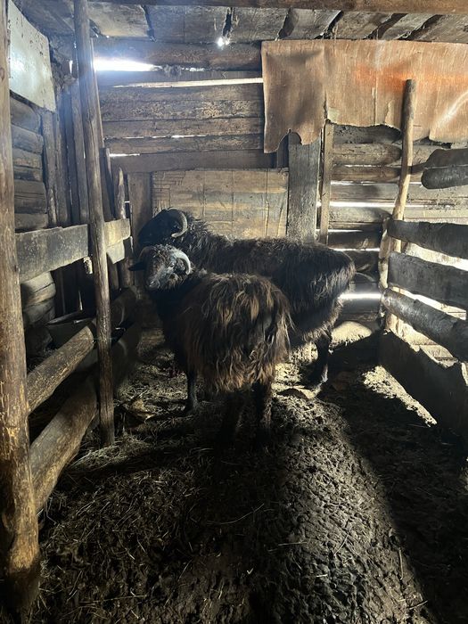 Екі семіртілген қошқарлар сатылады